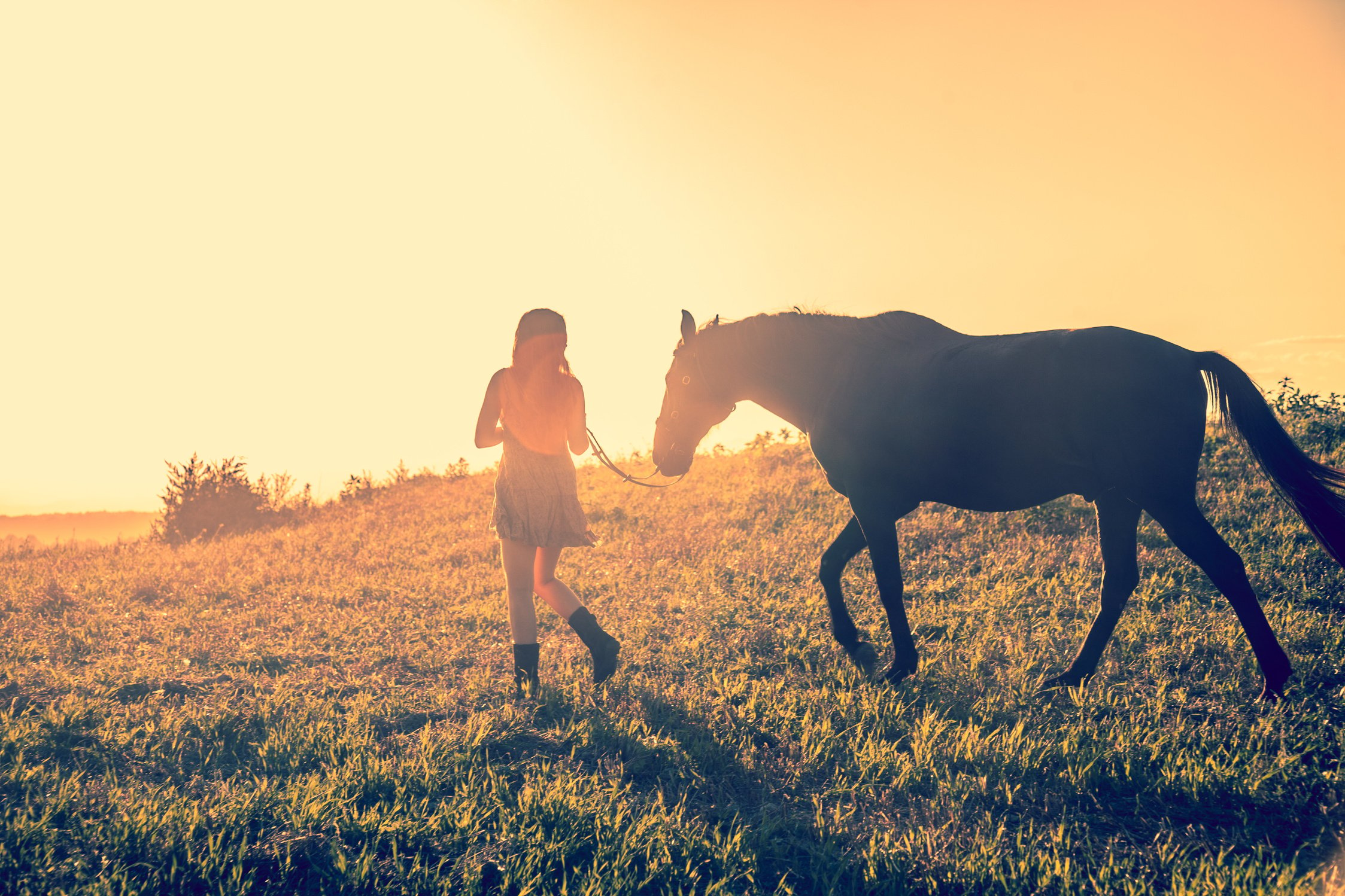 Walking the Horse